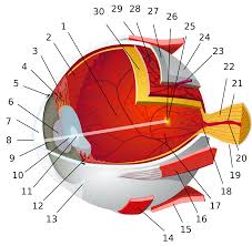 apokollisi2